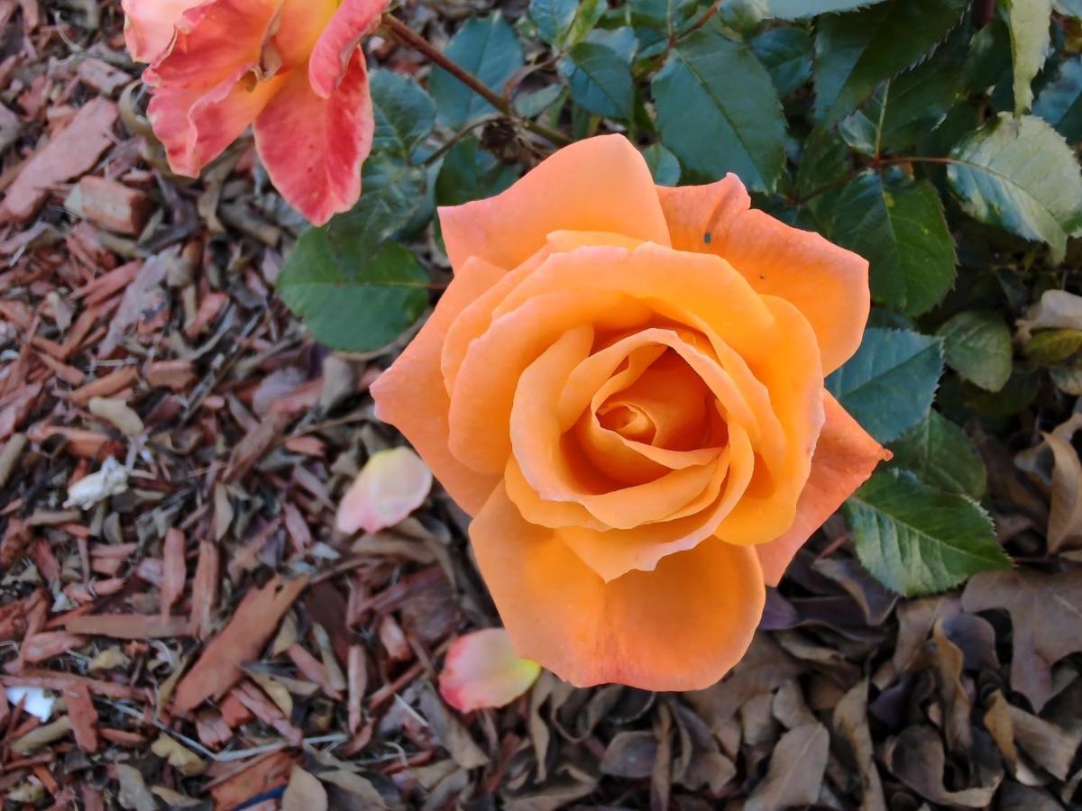 Bed & Breakfast Gardens 2*